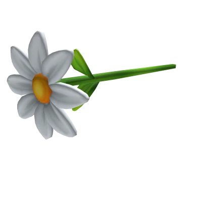 Daisy Flower