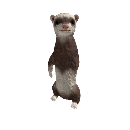 Ferret