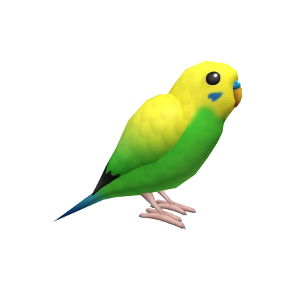 Budgerigar