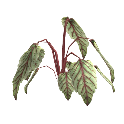 Beetroot Leaves