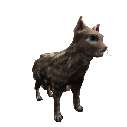 Grey Cat Pet