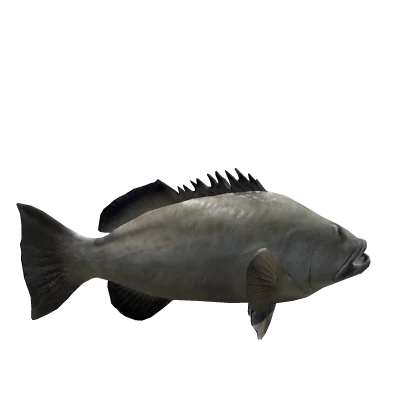  Grouper Fish (LIMITED)