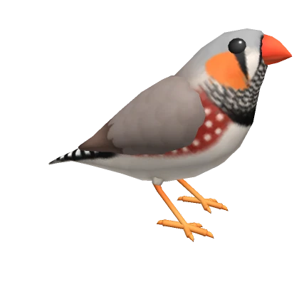 Zebra Finch