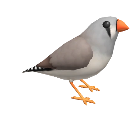 Female Zebra Finch