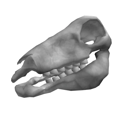 A01 skull