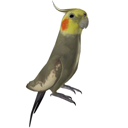 Realistic Cockatiel Bird 