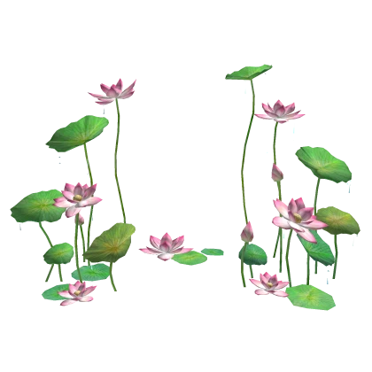 Lotus