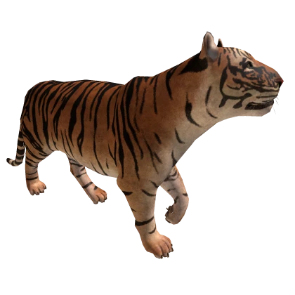 Cute Tiger 🐯 Animal Lion Walking In Back