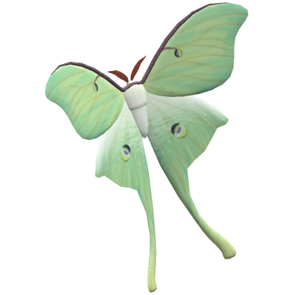 Luna Moth - Face