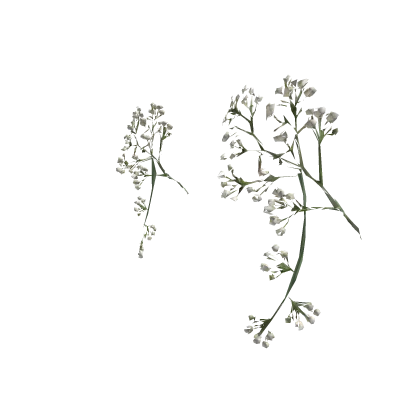 ଘ(^^) fairycore baby's breath 满天星