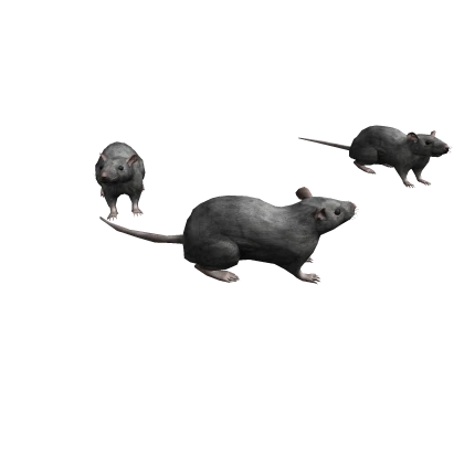 Grey Rats Around You