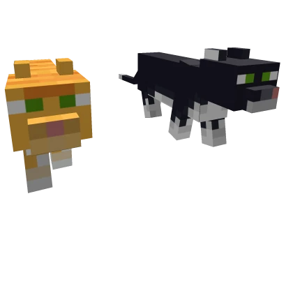 Cats Pet