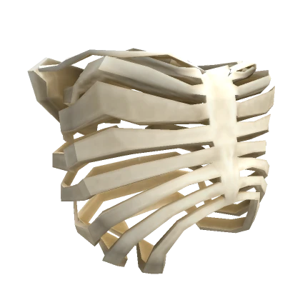 Skeleton Ribcage