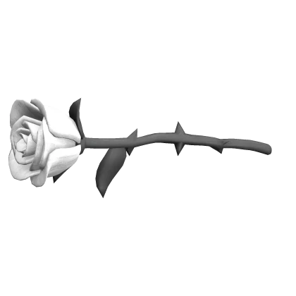 rose white