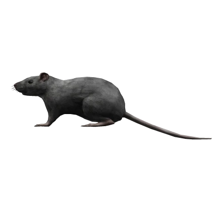 Grey Rat on Shoulder