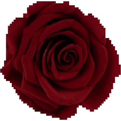 red rose [face cover]