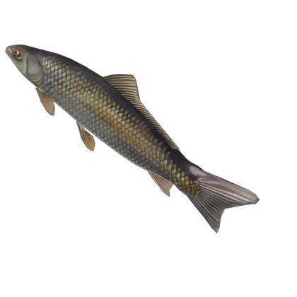 SLIPPERY BIGGEST FISH (SUPER BIG PBR)