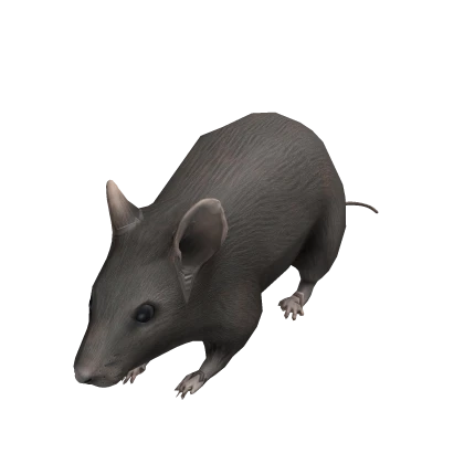 Tiny Rat