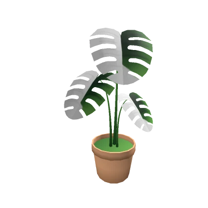 Aesthetic House Plant