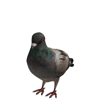 Mini Pigeon