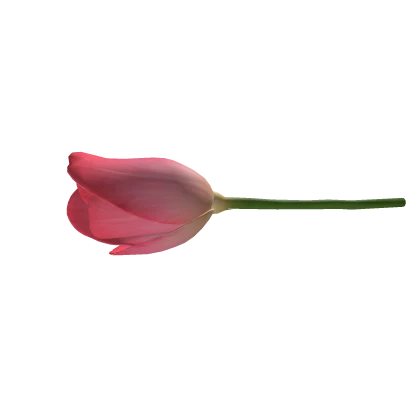 Pink Tulip 🌷 Holdable In Mouth Plant Flower