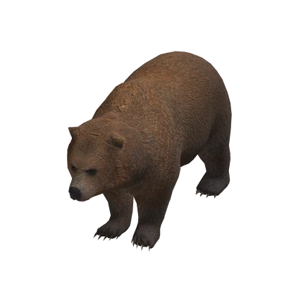 Grizzly Bear