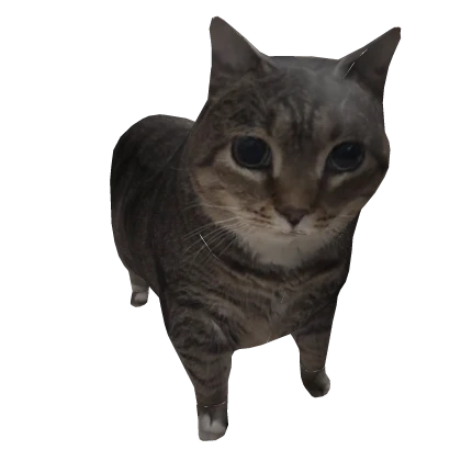 a u i o Cat