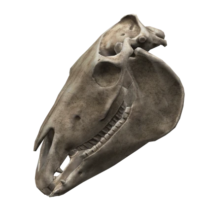 Horse Skull