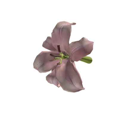 百合花 tropical baby pink lily ♡