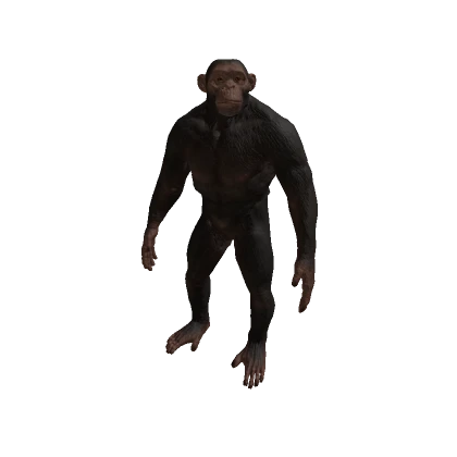 Chimpanzee