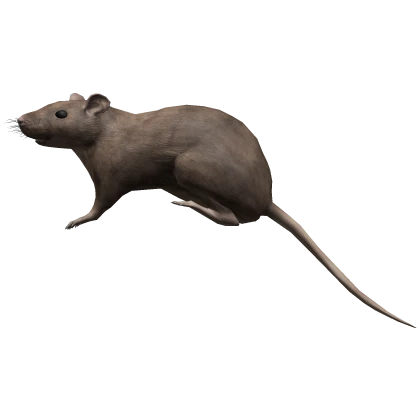 Brown Rat on a Head