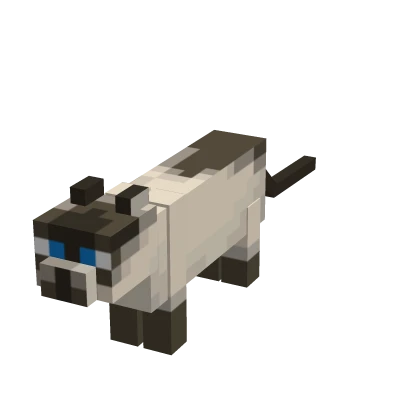 Mini Siamese Cat