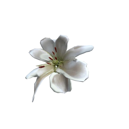 lily 百合花♡