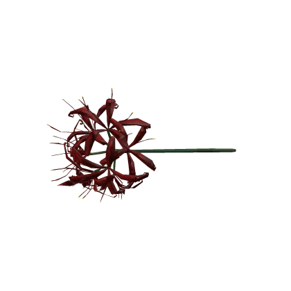 [ R6 ] higanbana , flower of the heavens.