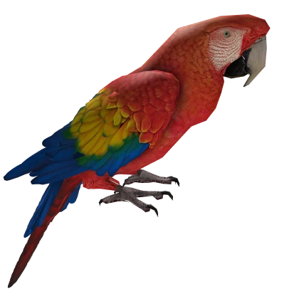 cute parrot ara💛💚💙colorful jungle animal pirate