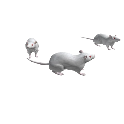 White Albino Rats Around You