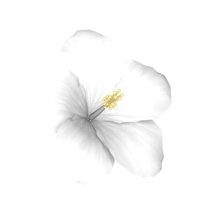 White Summer Hibiscus 🌺
