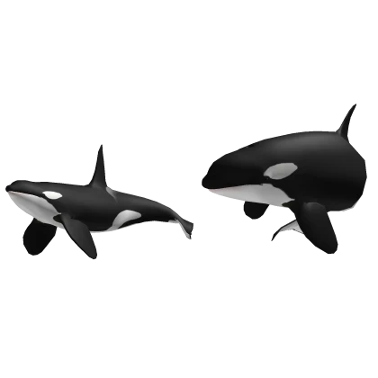 Orca Killer whale buddies! (shoulders)