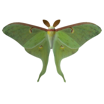 Big Luna Moth (Realistic)