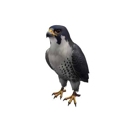 Falcon of the Kingdom