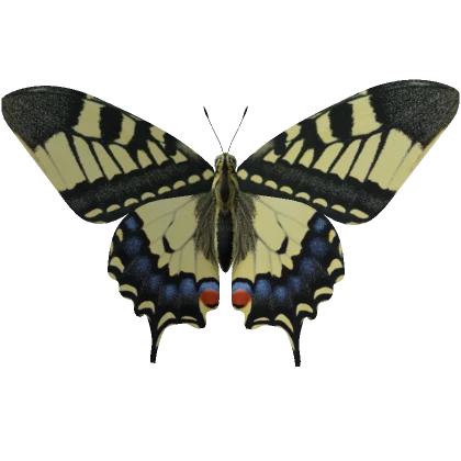 Swallowtail butterfly