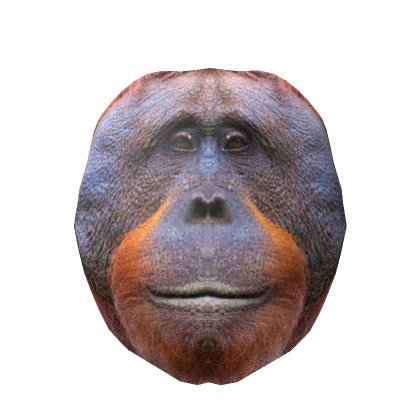 Realistic Orangutan Head 🦧