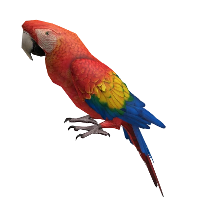 pirate parrot ara💛💚💙colorful jungle animal hat