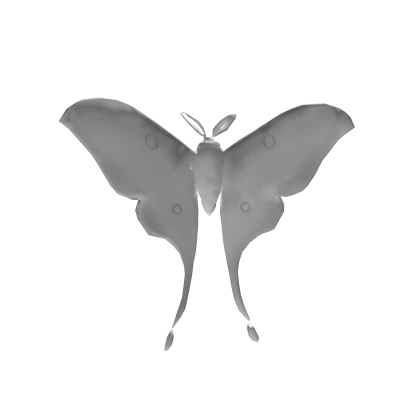 (´ ᴗ｀♡)月形天蠶蛾 white luna moth