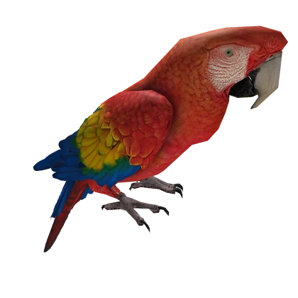 Cute Parrot 💙💚❤️💛 Pirate Ara Funny Animal 