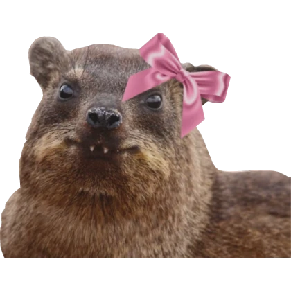 hyrax cute