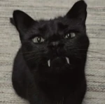 Gothic Cat