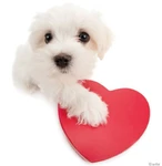 Love Puppy UGC