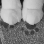 /kittn