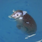 sealsareawesome